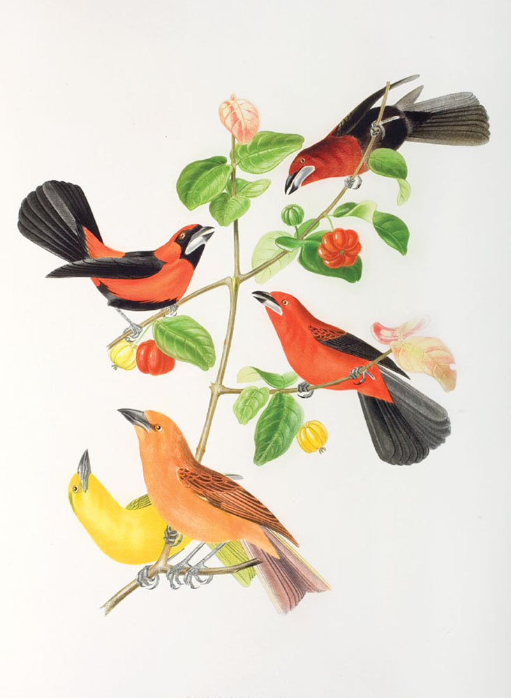 Oiseaux remarquables du Brésil . . . Rio de Janeiro: Heaton & Rensburg, n.d. [1843]. Folio. 30 plates. (McIlhenny Collection, LSU.)