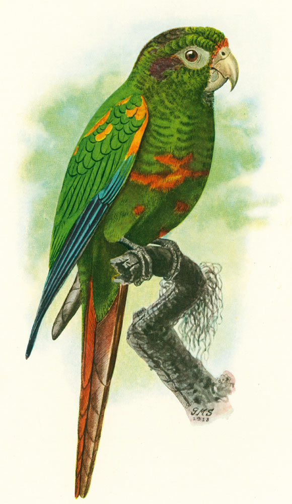 Pyrrhura viridicata from The Birds of the Santa Marta Region of Colombia.  The Birds of the Santa Marta Region of Colombia: A Study in Altitudinal Distribution. [Pittsburgh:] Annals of the Carnegie Museum, vol. 14, 1922. 8vo. (Middleton Library, LSU.)