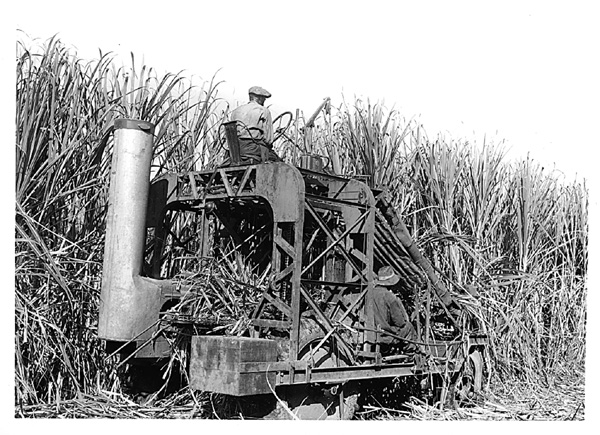 Cane harvester from 1940s