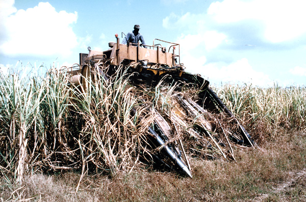 Modern cane harvester