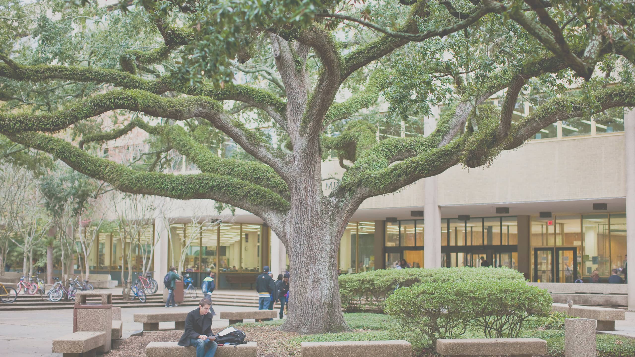 Exterior of LSU Library, entrance