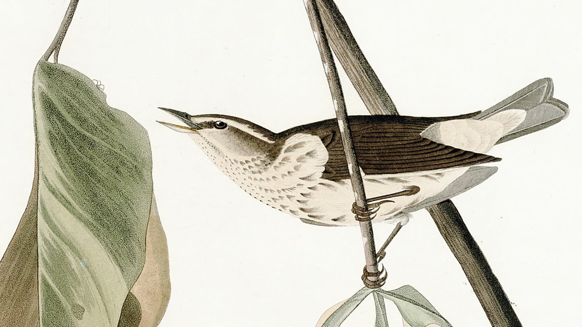 Louisiana Waterthrush bird