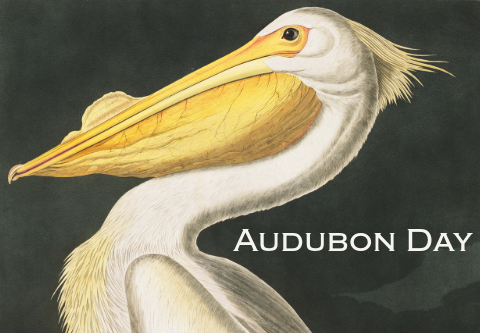 illustration of a pelican by Audubon reads Audubon Day