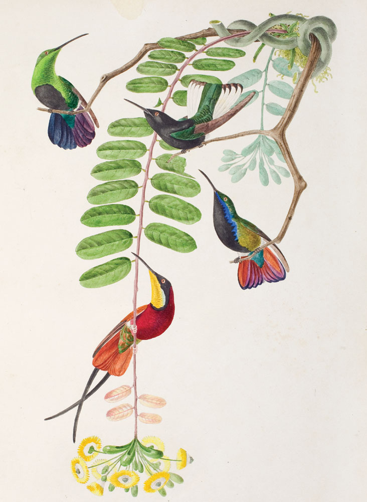 Oiseaux brillants du Brésil. Paris: [Jean Théodore Descourtilz], 1834. Folio. 60 hand-colored lithograph plates. (Borba de Moraes 260.)