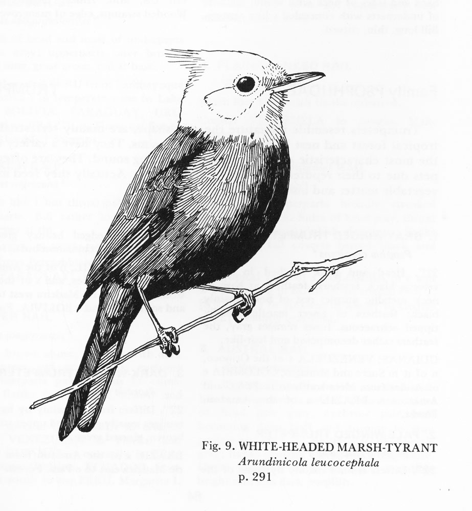 White-headed Marsh Tyrant from A Guide to the Birds of South America.  A Guide to the Birds of South America. Wynnewood, Pa.: Livingston Publishing Co., for The Academy of Natural Sciences of Philadelphia, [1970]. 8vo. (Middleton Library, LSU.)