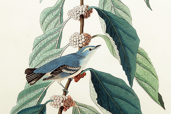 bluegreenwarbler600w2