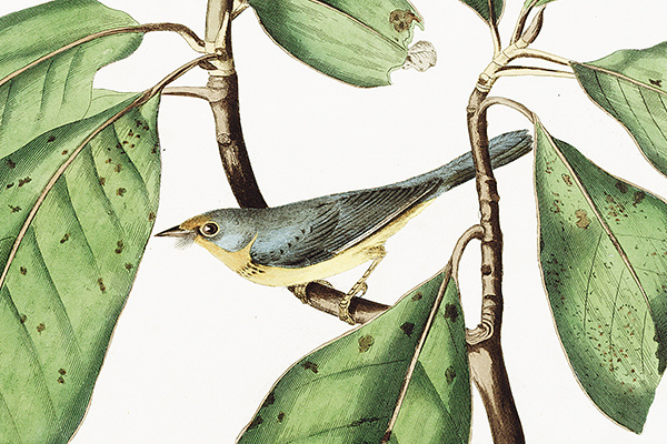 bonaparteflycatcher600w_0