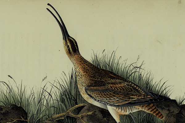hudsoniancurlew600w_0
