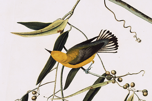 prothonotary_warbler