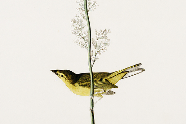 selbysflycatcherhoodedwarbler600w