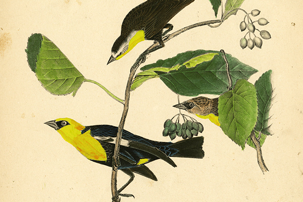 yellowheadedblackbirdcp