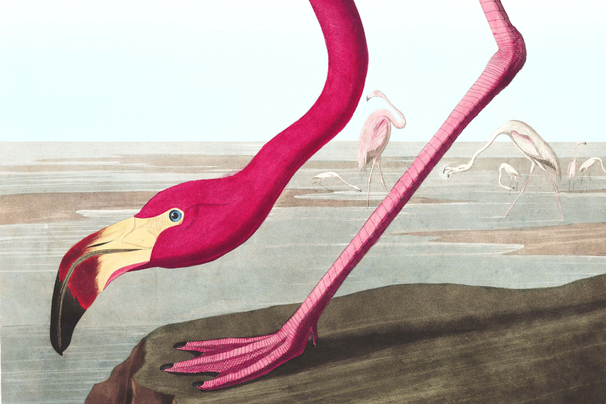 illustration of a pink flamingo