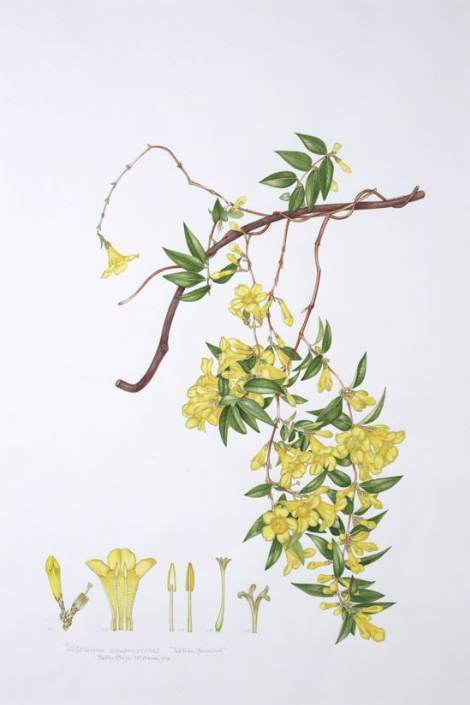 painting of Carolina Jessamine