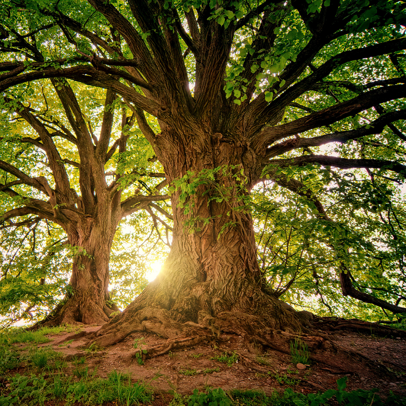 sunlight shines through the canopy of two oak trees