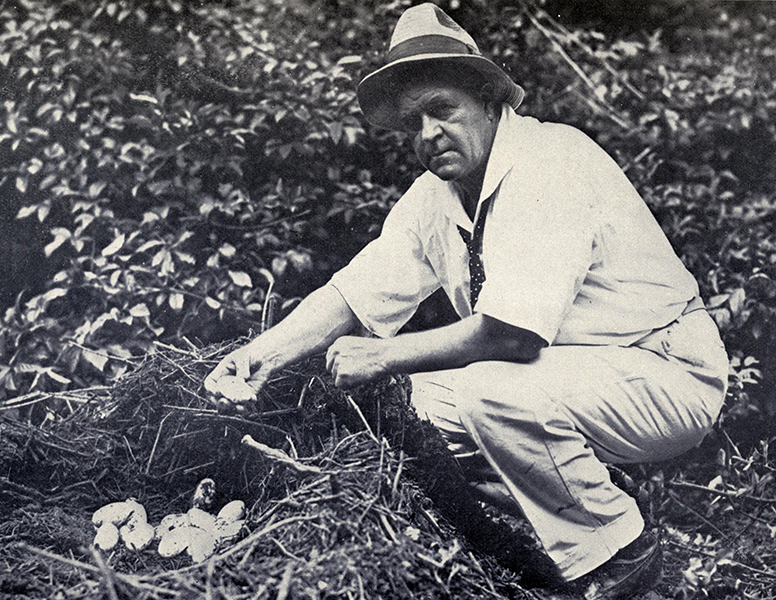 Photograph of man with alligator nest and eggs