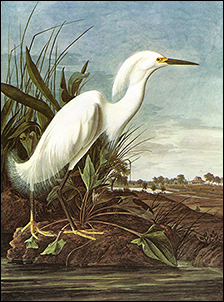 egret