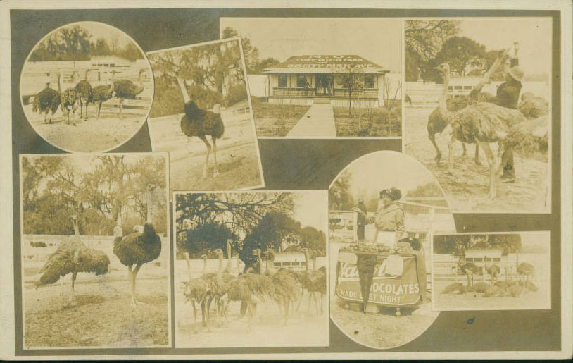 ostrich_farm_postcards