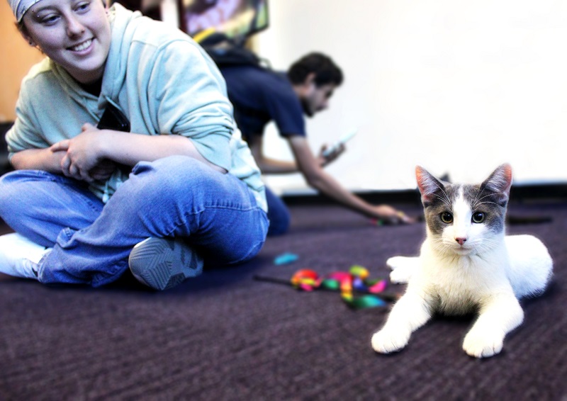 a student and a cat on a carpeted floor with cat toys