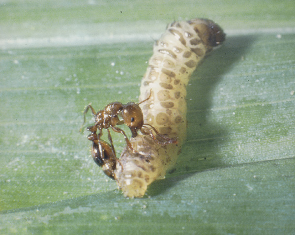 Fire ant attaching sugarcane worm